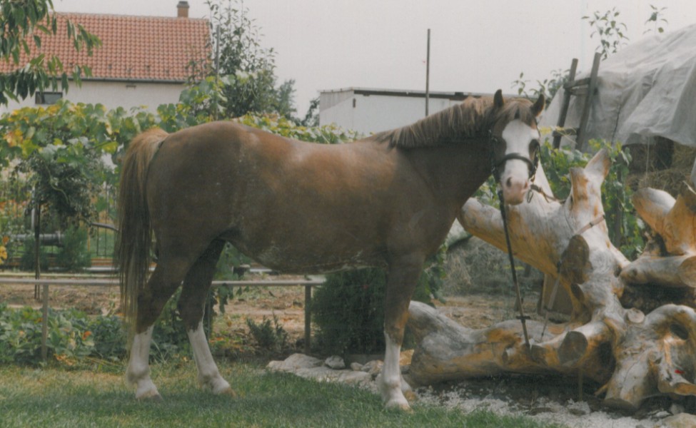 Első lovunk, Móni