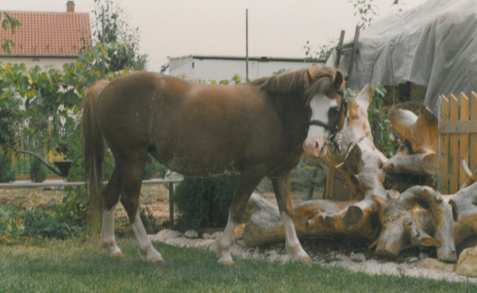 Móni