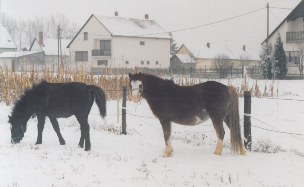 Első lovaink