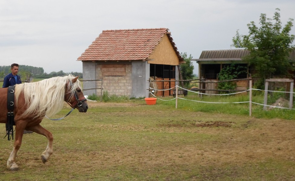 Lovaink képzése